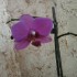 Il pleut ,les fleurs sont cont