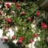 Il pleut ,les fleurs sont cont