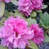 Il pleut ,les fleurs sont cont