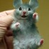 Le retour de Mamzelle souris e