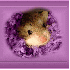 Le retour de Mamzelle souris e