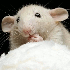 Le retour de Mamzelle souris e