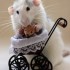 Le retour de Mamzelle souris e