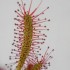 Macro Drosera capensis