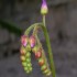 Hampe florale Drasera capensis