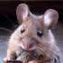 Histoire de ptite souris