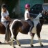 Ramener les poneys au pré: un