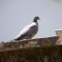 Le Pigeon ramier. Très bonne 