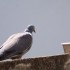 Le Pigeon ramier. Très bonne 