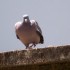 Le Pigeon ramier. Très bonne 