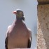 Le Pigeon ramier. Très bonne 