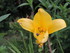 Quelques fleurs de mon jardin 