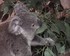 ZooParc de Beauval -  Le koala