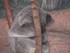 ZooParc de Beauval -  Le koala