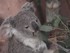 ZooParc de Beauval -  Le koala