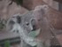 ZooParc de Beauval -  Le koala