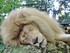 Zoo de Beauval -  Les Lions Bl