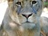 Zoo de Beauval -  Les Lions Bl