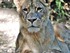 Zoo de Beauval -  Les Lions Bl