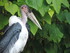 Zoo de Beauval suite .