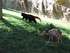 Zoo de Beauval suite - Bonne s