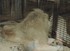 Beauval , le Lion et la Lionne