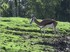 Zoo Parc De Beauval suite... M