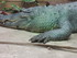 Zoo de Beauval - L'alligator d