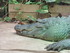 Zoo de Beauval - L'alligator d