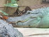 Zoo de Beauval - L'alligator d