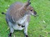 Kangourous au zoo de Beauval q