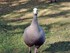 Kangourous au zoo de Beauval q