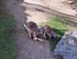 Kangourous au zoo de Beauval q