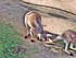 Kangourous au zoo de Beauval q