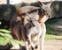 Kangourous au zoo de Beauval q