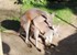 Kangourous au zoo de Beauval q