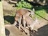 Kangourous au zoo de Beauval q