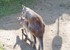 Kangourous au zoo de Beauval q