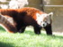 Zoo De Beauval - Le Panda Roux