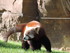 Zoo De Beauval - Le Panda Roux