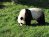 Pandas Géants Résidant Au Zo