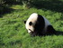 Pandas Géants Résidant Au Zo