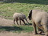 Les éléphants Du Zoo  Parc D