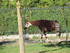 Zoo De Beauval suite L'okapi .