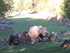 Zoo Parc De Beauval - Suite Le