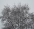 Tombe la neige -