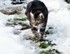 Mes Chats Dans La Neige Au Jar