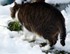 Mes Chats Dans La Neige Au Jar