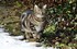 Mes Chats Dans La Neige Au Jar