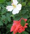 Quelques fleurs de mon jardin 